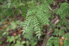 Zanthoxylum piperitum