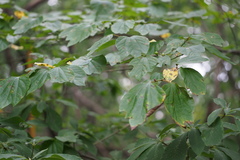 Lindera obtusiloba