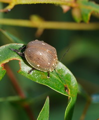 Paropsis aegrota