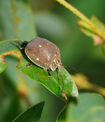 Paropsis aegrota