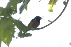 Cinnyris fuelleborni