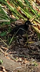 Amaurornis