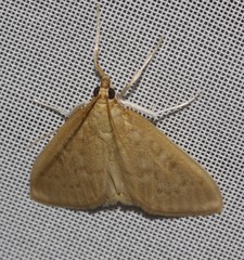 Framinghamia helvalis