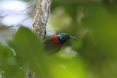 Cinnyris fuelleborni