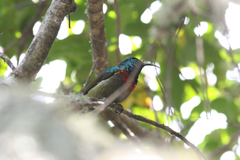 Cinnyris fuelleborni