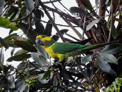 Ognorhynchus icterotis