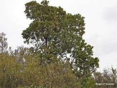 Phillyrea angustifolia