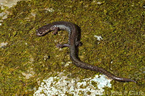 Shenandoah Mountain Salamander