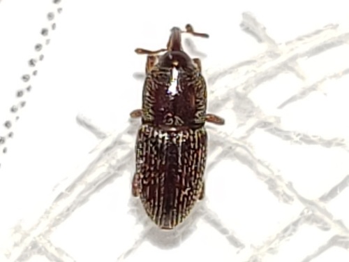 Sugarcane weevil