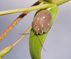 Paropsis aegrota