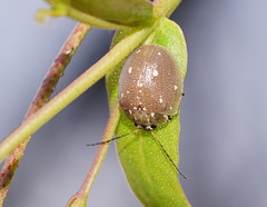 Paropsis aegrota