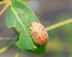 Paropsis atomaria