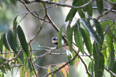 Batis dimorpha dimorpha