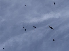 Cathartes aura
