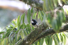 Batis dimorpha dimorpha