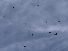 Cathartes aura