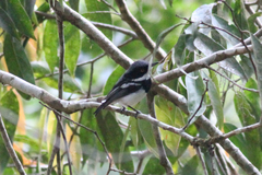 Batis dimorpha dimorpha