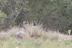 Hirundo atrocaerulea