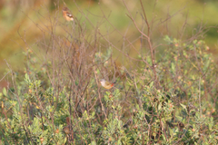 Coccopygia quartinia