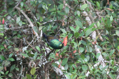 Cinnyris fuelleborni