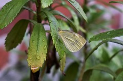 Pieris rapae