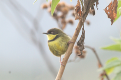 Apalis flavigularis