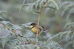 Apalis flavigularis