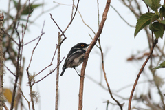 Batis dimorpha dimorpha