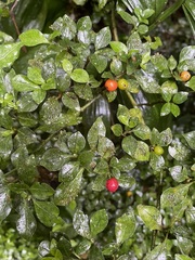 Psychotria parvifolia image