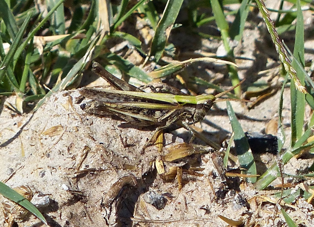 Parorphula graminea