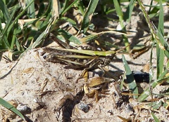 Parorphula graminea