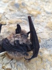 Myotis atacamensis