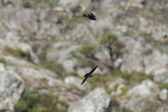 Hirundo atrocaerulea