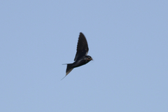 Hirundo atrocaerulea