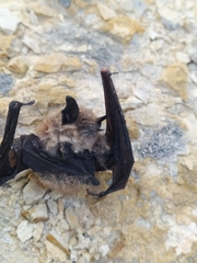Myotis atacamensis