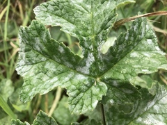 Erysiphe heraclei