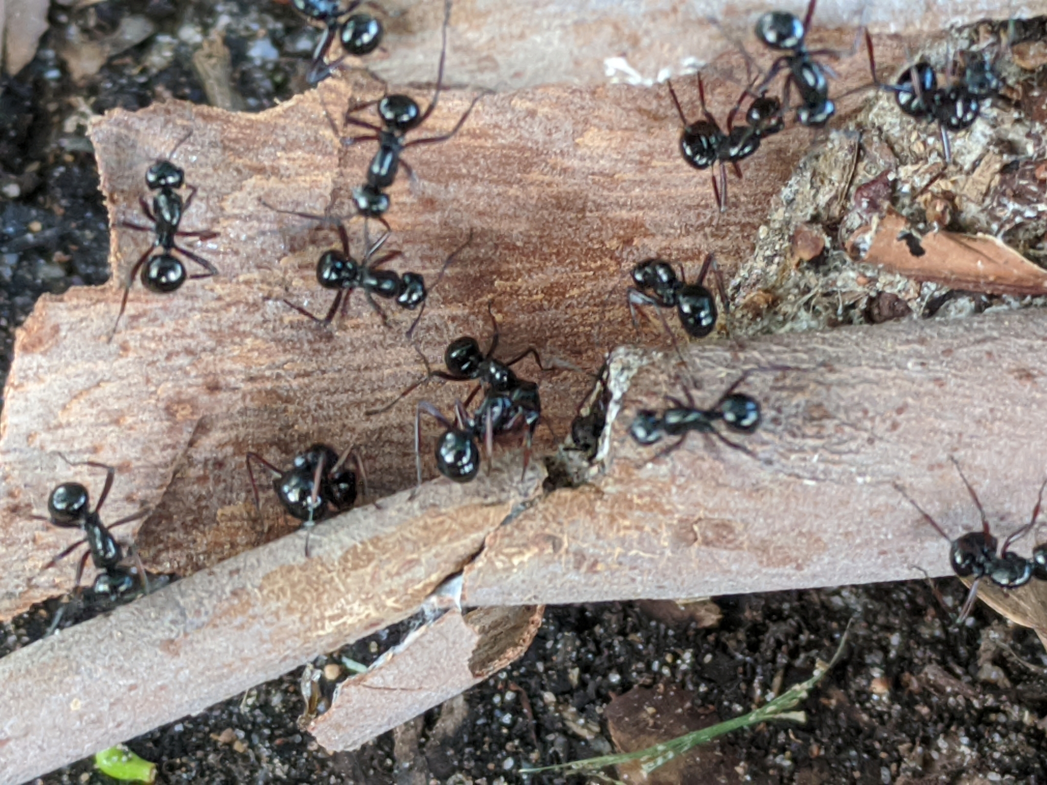 Polyrhachis australis