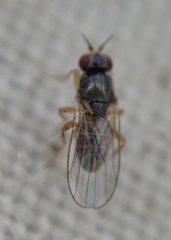 Elachiptera