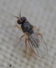Elachiptera