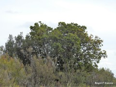 Phillyrea angustifolia