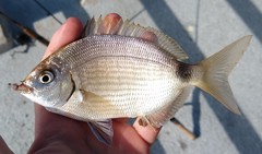 Diplodus holbrookii