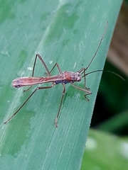 Colobathristidae