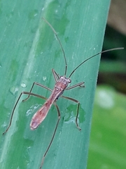 Colobathristidae