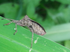 Camptischium