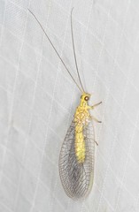 Calochrysa extranea