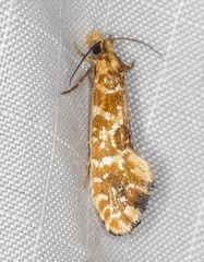 Moerarchis pyrochroa