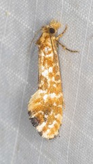 Moerarchis pyrochroa