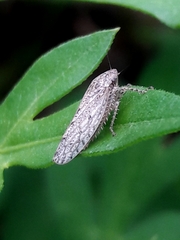 Curtara