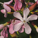 Common Soapwort - Photo (c) Jerry Oldenettel, some rights reserved (CC BY-NC-SA)