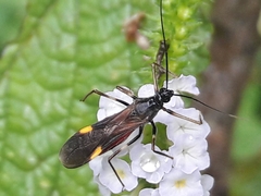 Graptocleptes